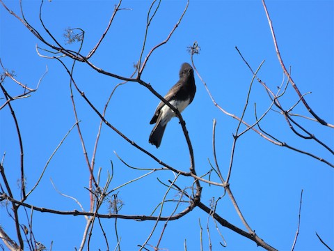 Black Phoebe - Lena Hayashi