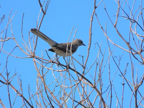 Northern Mockingbird - Lena Hayashi