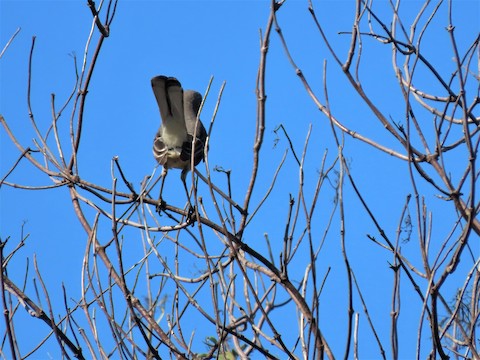 Northern Mockingbird - Lena Hayashi