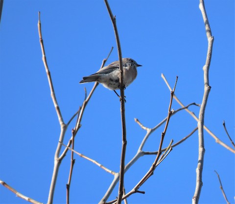 Western Bluebird - Lena Hayashi