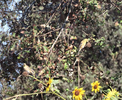 American Goldfinch - Lena Hayashi