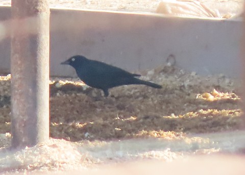 Brewer's Blackbird - Lena Hayashi