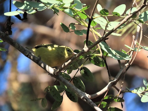 Orange-crowned Warbler - Lena Hayashi