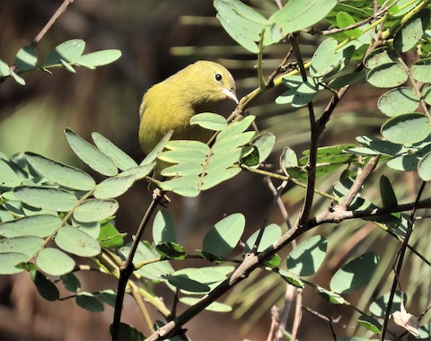 Orange-crowned Warbler - Lena Hayashi