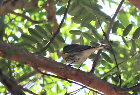 Yellow-rumped Warbler - Lena Hayashi