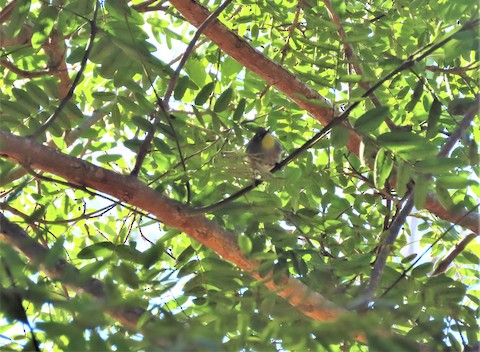 Yellow-rumped Warbler - Lena Hayashi