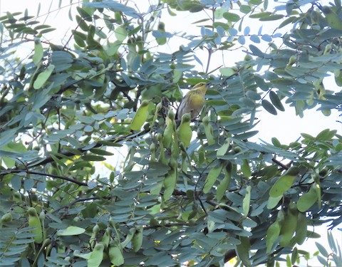 Townsend's Warbler - Lena Hayashi