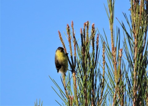 Lesser Goldfinch - Lena Hayashi