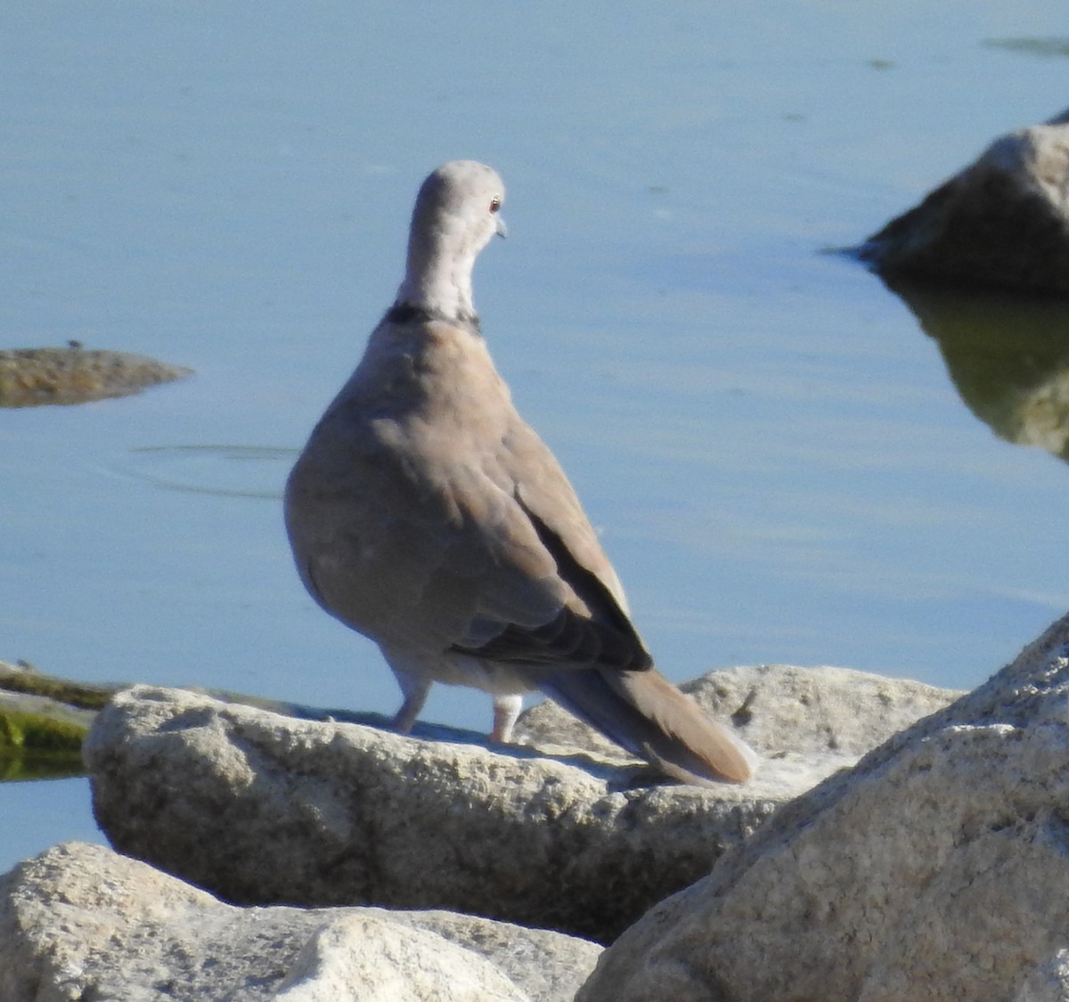 Eurasian Collared-Dove - Gerrie Karczynski