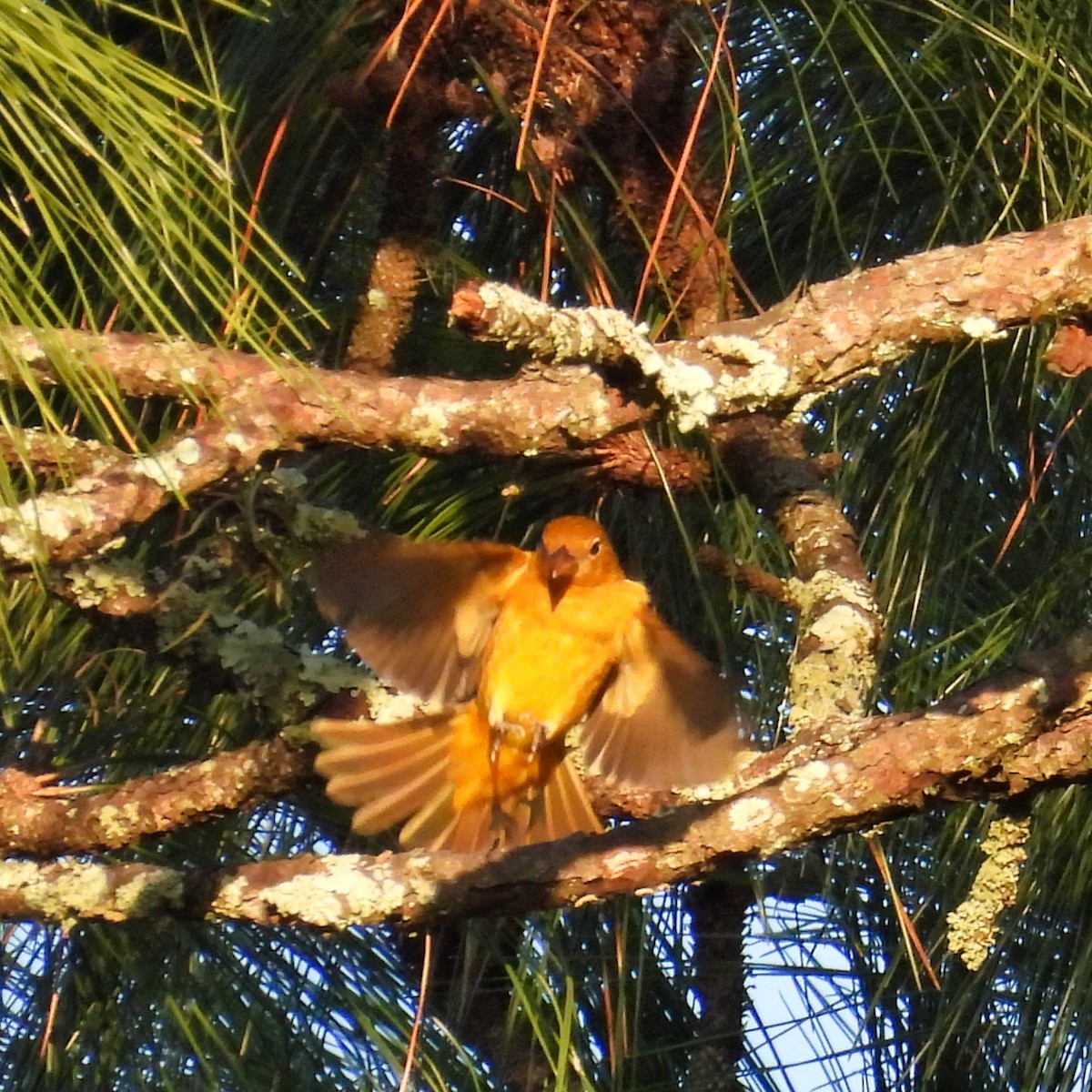 Summer Tanager - June and Gary Daniels