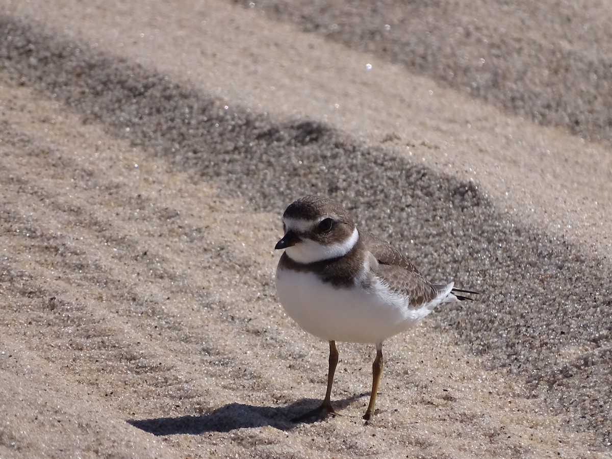 Semipalmated Plover - ML371902691