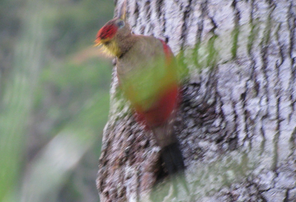 Crimson-winged Woodpecker - Chris Burwell