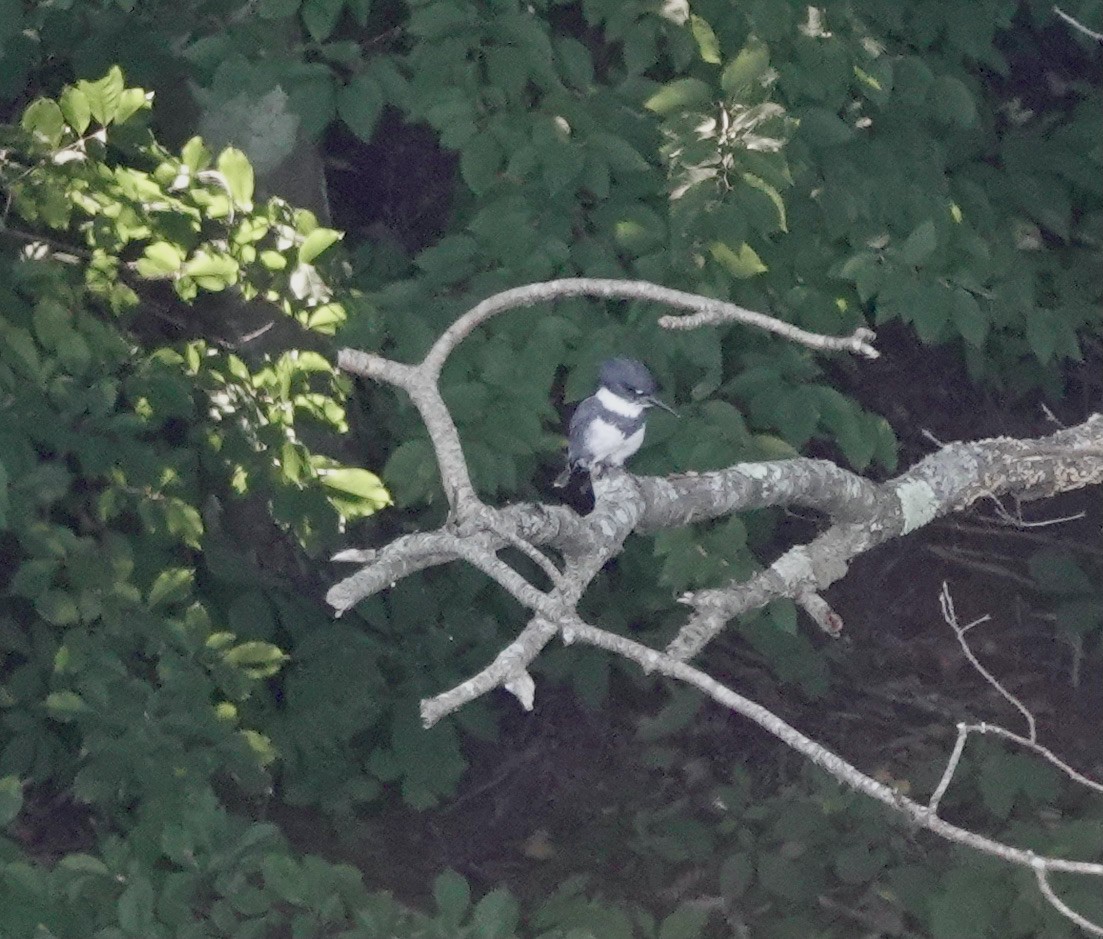 Belted Kingfisher - ML371908771