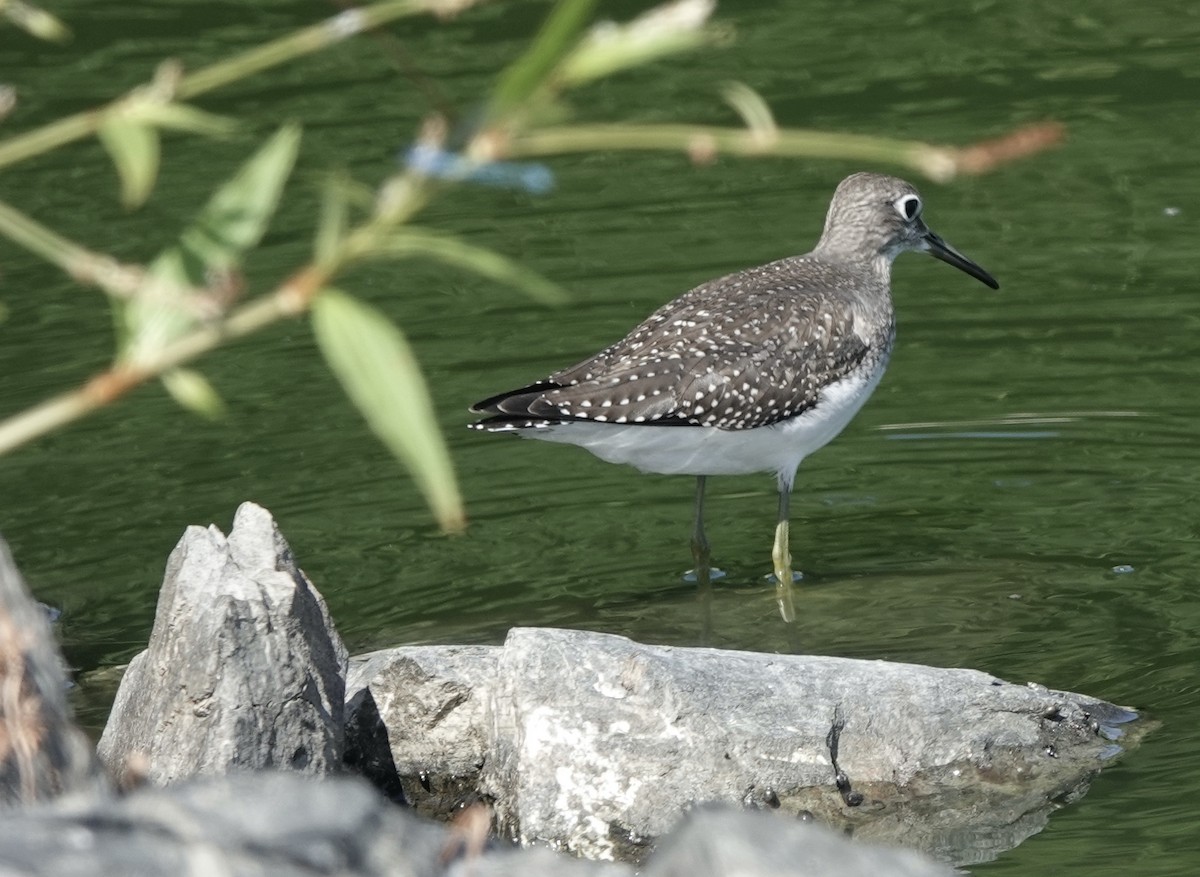 Solitary Sandpiper - Jeanne-Marie Maher