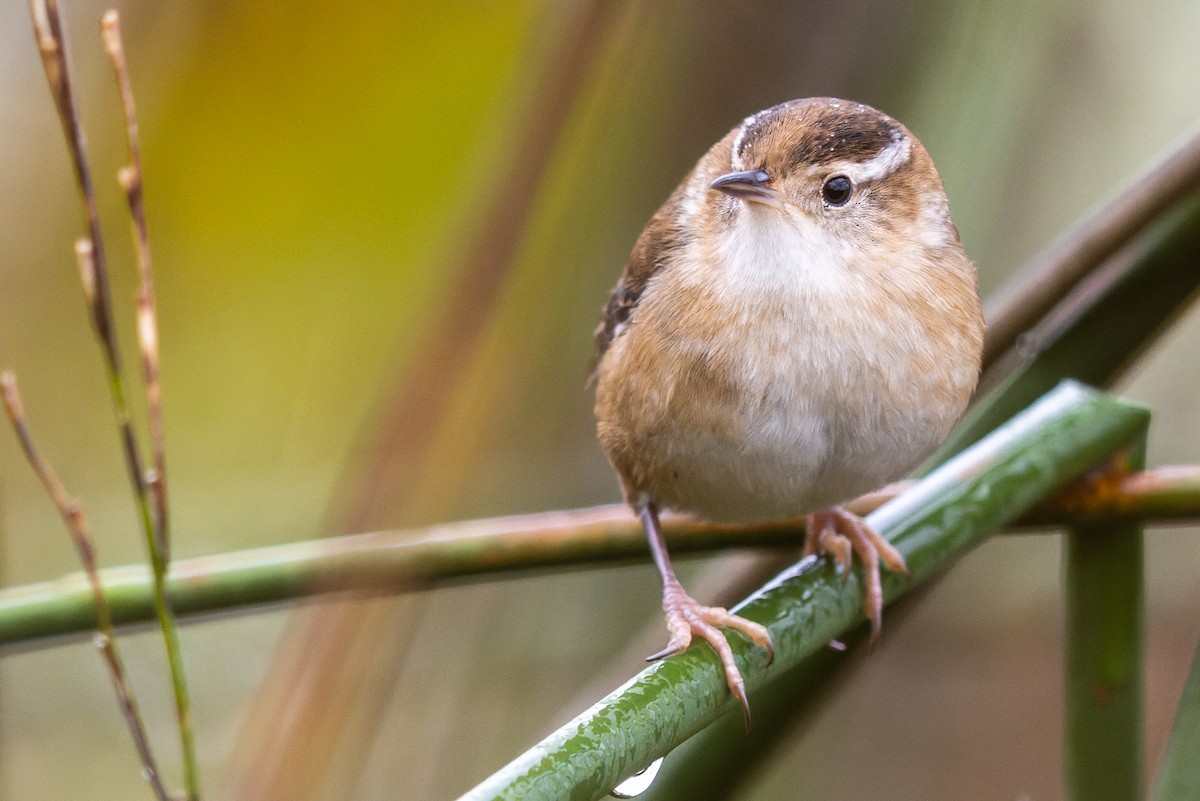 Ebird Checklist - 23 Sep 2021 - Dawes Arboretum--dutch Fork Wetlands 