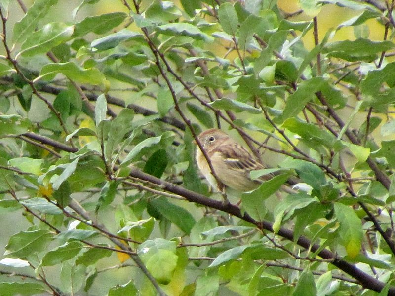 Field Sparrow - ML37191501