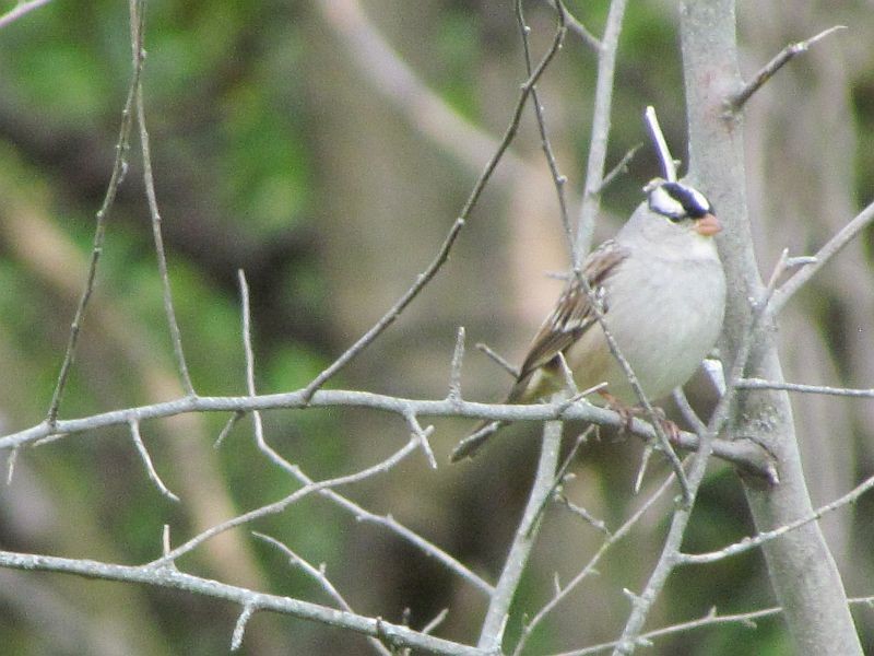 White-crowned Sparrow - Tracy The Birder