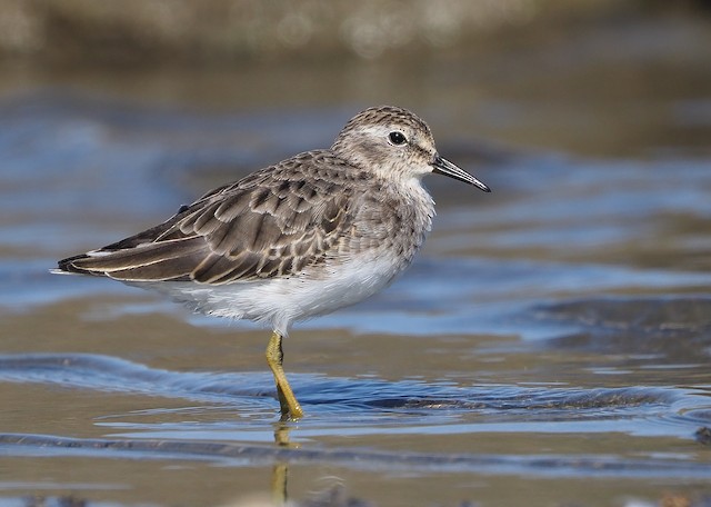 Least Sandpiper