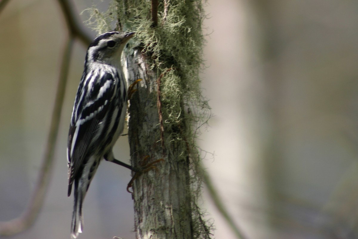Black-and-white Warbler - ML371919211