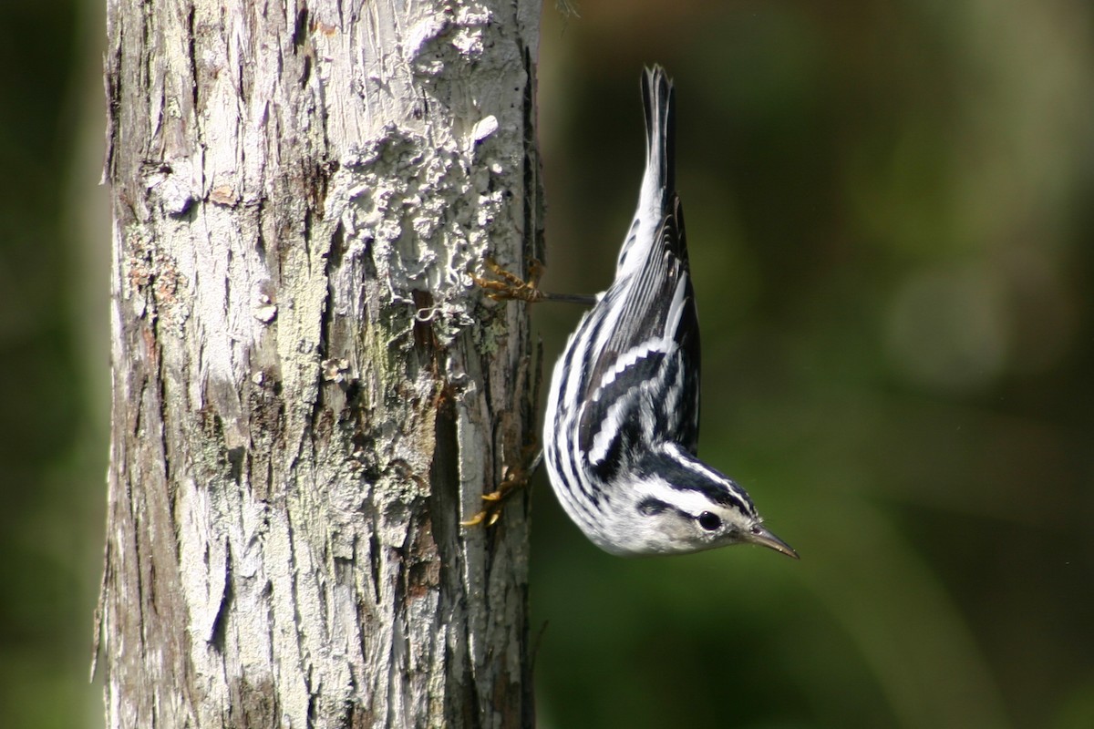 Black-and-white Warbler - ML371919341