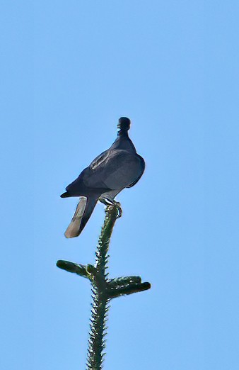 Band-tailed Pigeon - George Nothhelfer