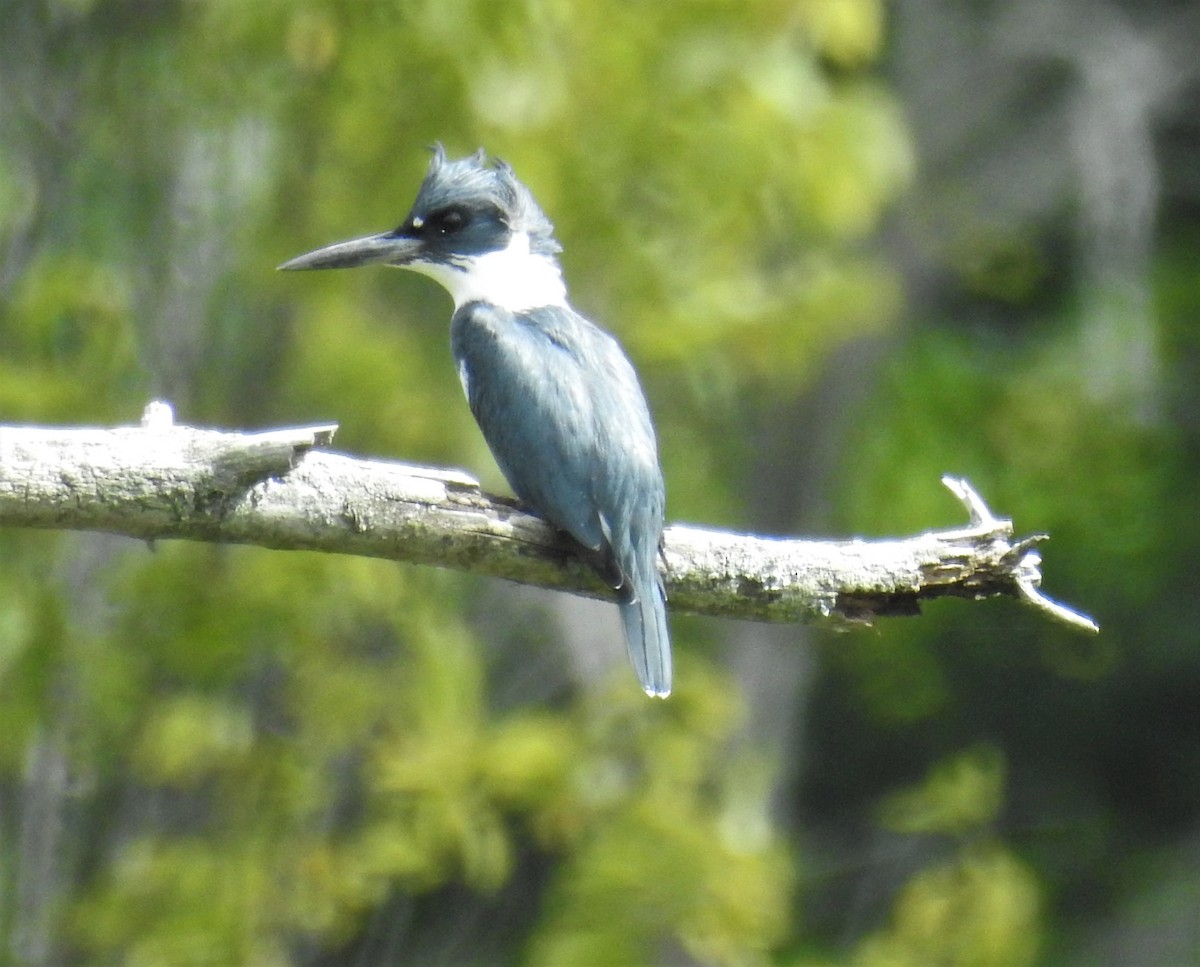 Belted Kingfisher - ML371923221