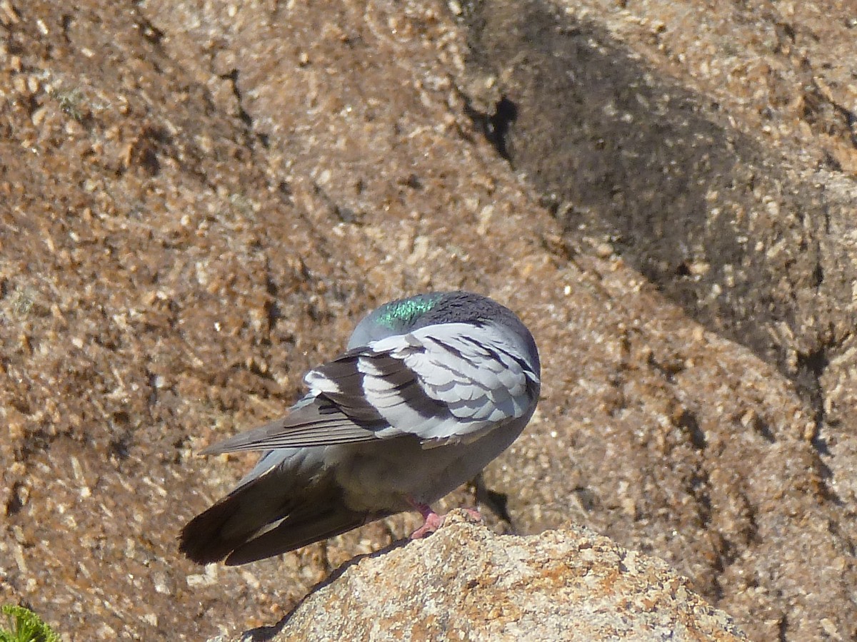 Rock Pigeon (Feral Pigeon) - ML371926271