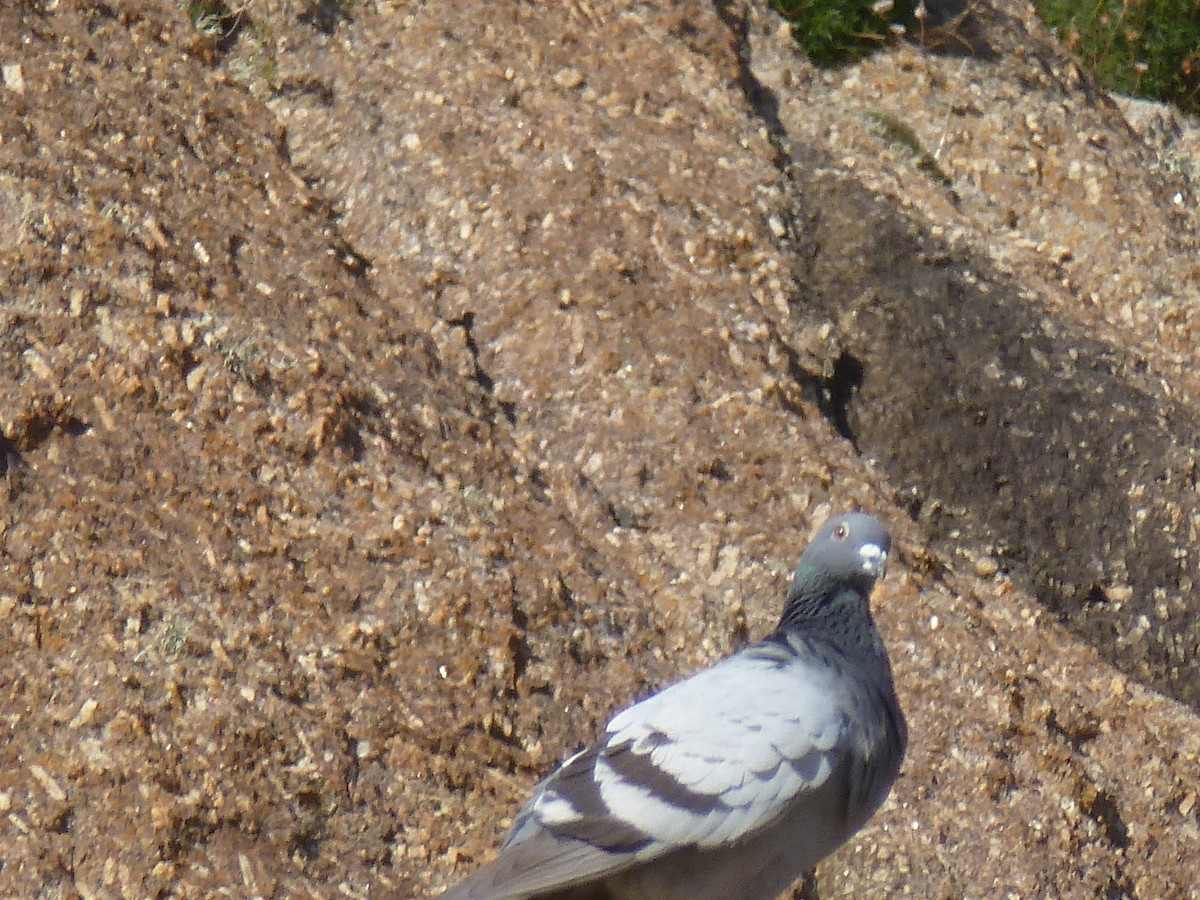 Rock Pigeon (Feral Pigeon) - ML371926351