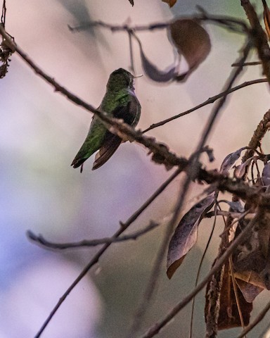 Anna's Hummingbird - James Kendall