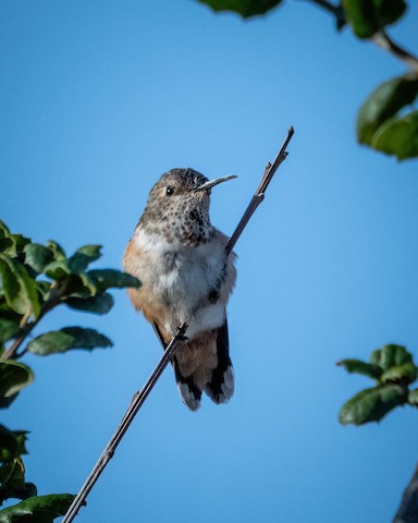 Allen's Hummingbird - James Kendall