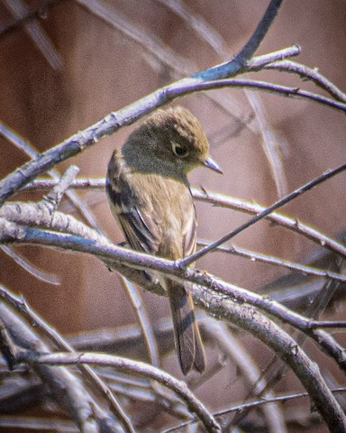 Western Flycatcher (Pacific-slope) - James Kendall