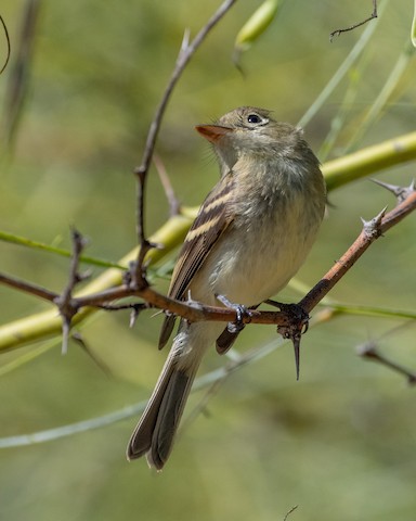 Western Flycatcher (Pacific-slope) - James Kendall