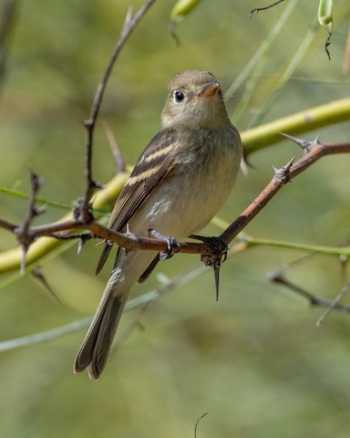 Western Flycatcher (Pacific-slope) - James Kendall