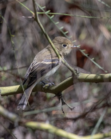 Western Flycatcher (Pacific-slope) - James Kendall