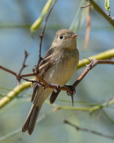 Western Flycatcher (Pacific-slope) - James Kendall