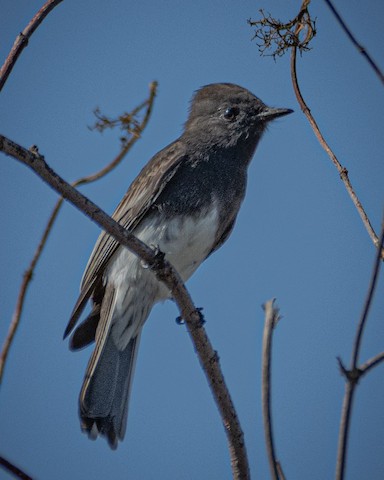 Black Phoebe - James Kendall