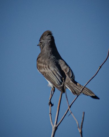 Black Phoebe - James Kendall