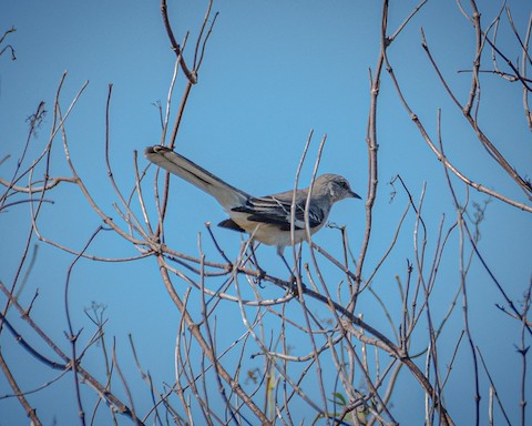 Northern Mockingbird - James Kendall