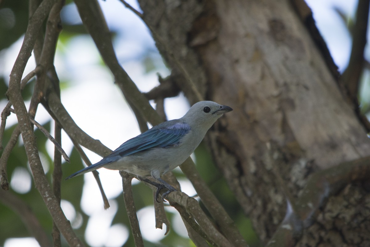 Blue-gray Tanager - Jerome Foster