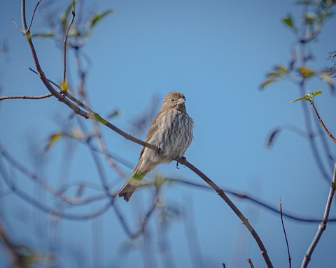 House Finch - James Kendall