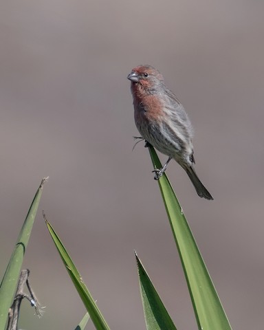 House Finch - James Kendall