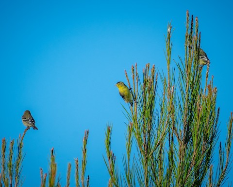 Lesser Goldfinch - James Kendall