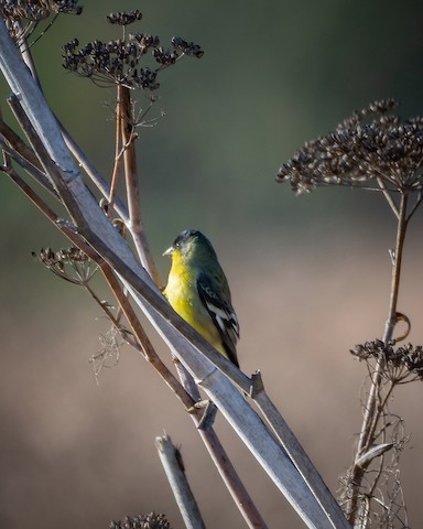 Lesser Goldfinch - James Kendall