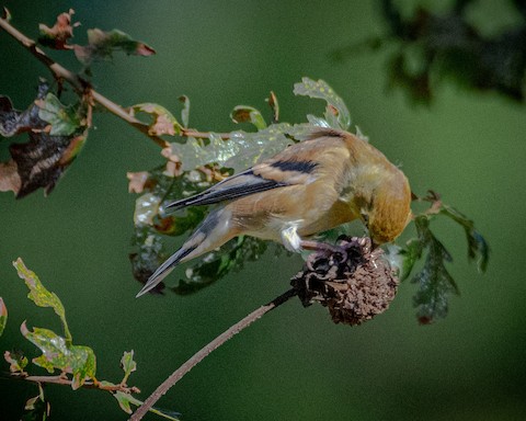 American Goldfinch - James Kendall