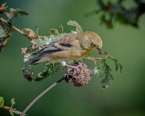 American Goldfinch - James Kendall