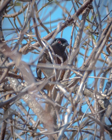 Spotted Towhee - James Kendall