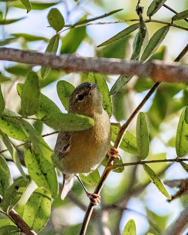 Orange-crowned Warbler - James Kendall