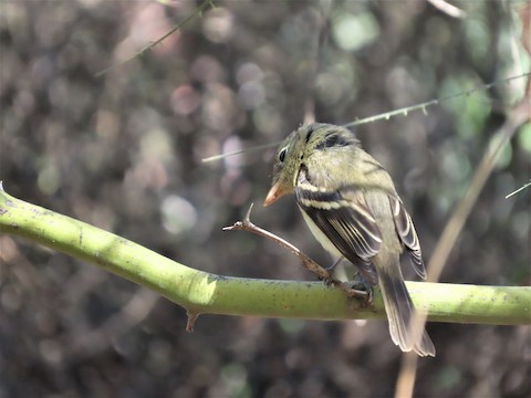 Western Flycatcher (Pacific-slope) - Lena Hayashi