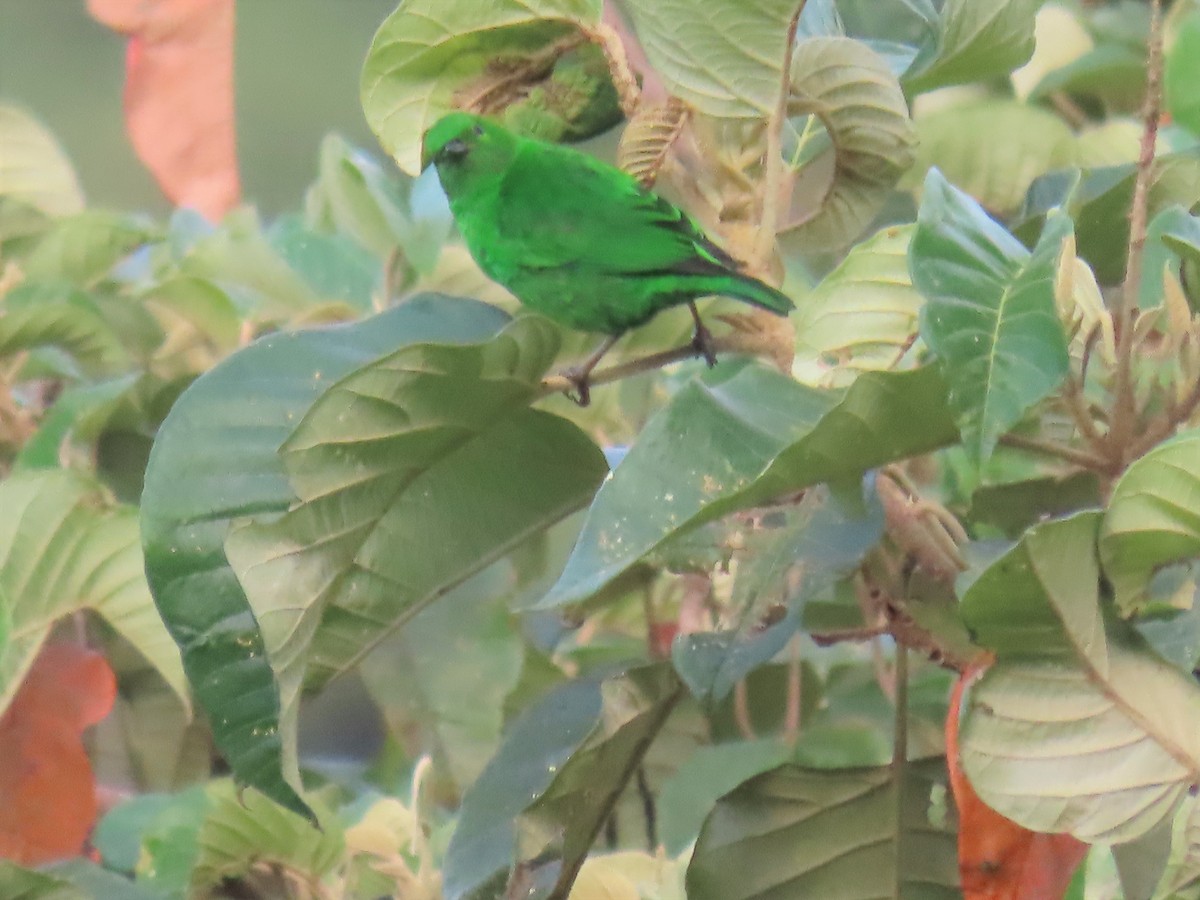Glistening-green Tanager - Katherine Holland