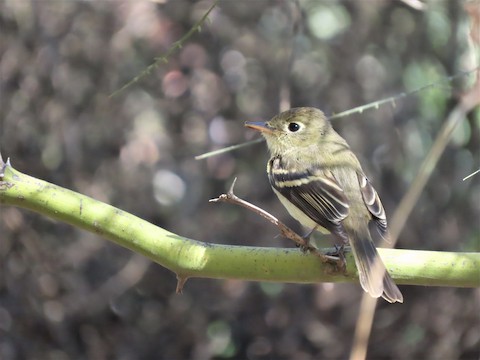 Western Flycatcher (Pacific-slope) - Lena Hayashi